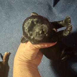 Boy 1 - Black and white male Cavapoo puppy in Southside, West Virginia from Double Diamond Cavapoos