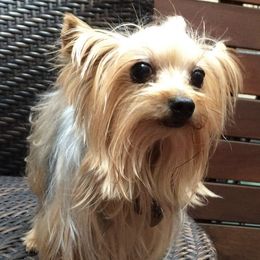 Cam - Yorkshire Terrier