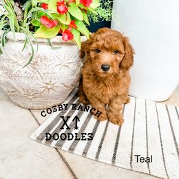 Boy 3 - Red  Goldendoodle puppy in Newcastle, Oklahoma from Cosby Ranch Doodles