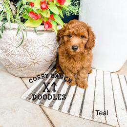 Boy 3 - Red  Goldendoodle puppy in Newcastle, Oklahoma from Cosby Ranch Doodles
