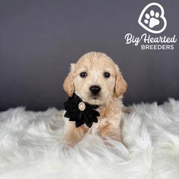 Storm - White female Companion Cross puppy in Utah County, Utah from Big Hearted Breeders