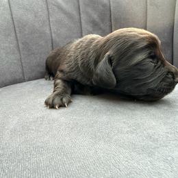 Gal - Black female Dachshund puppy in Knoxville, Tennessee from East TN Dachshunds