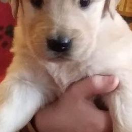 Golden Retrievers and Yorkshire Terriers from SanJenns Goldens