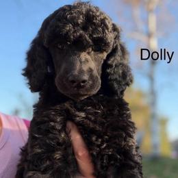 Dolly - Black female Poodle puppy in Greenwich, New York from MizzElle’s Standard Poodles