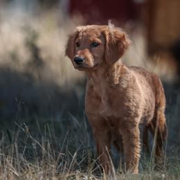 Goldendoodle, Golden Retriever, and Poodle Puppies from Oregon's Oodles of poodles & doodles