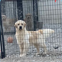 Palmer - Golden Retriever