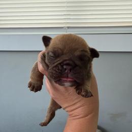 Boy 5 - Red male Bulldog puppy in Hobe Sound, Florida from Amanda’s Bullies