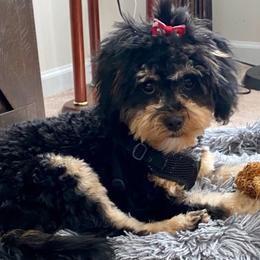 Cavapoos and Goldendoodles from My Toy Goldendoodles