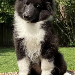Shetland Sheepdogs from Highland Shelties