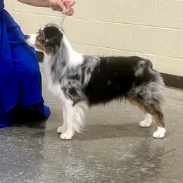 Miniature American Shepherd and Miniature Australian Shepherd Puppies from Taylor Made Aussies  & Taylor Made Miniature American Shepherd