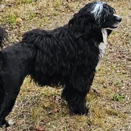 Tiana - Portuguese Water Dog