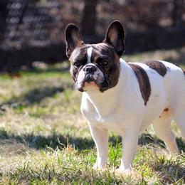 Truly - French Bulldog
