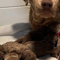 Chesapeake Bay Retriever puppies from Blue Sky Chesapeakes
