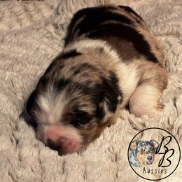 Australian Shepherd Puppies from Double B Aussies