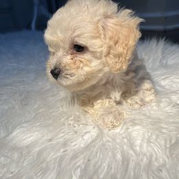 Poodle Puppies from Pawsome Poodles