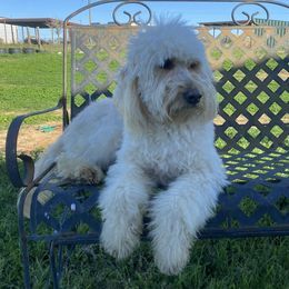 Lacy - Goldendoodle