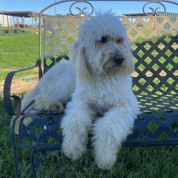 Lacy - Goldendoodle