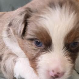 Australian Shepherds from Sharon's Australian Shepherds