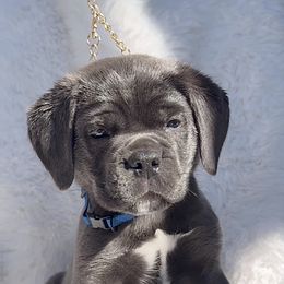 Orso - Gray male Cane Corso puppy in Hayward, California from Grande Kennels