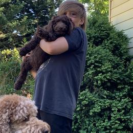 Australian Cobberdog Puppies from Lively Acres Cobberdogs