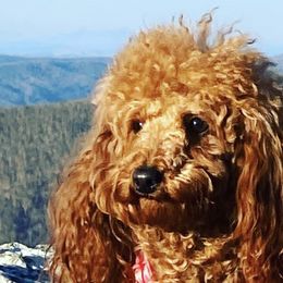Poodles from Arroyo Frio
