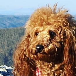 Poodles from Arroyo Frio