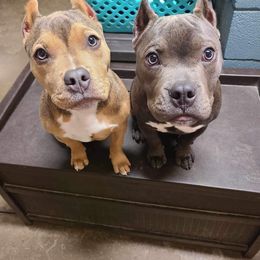 American Bully Puppies from Night Court Bullies