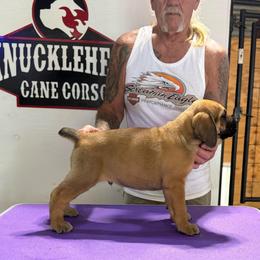 Fawn no collar - Fawn male Cane Corso puppy in Paris, Texas from Knucklehead Cane Corso