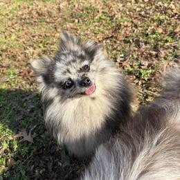 Farrah - Blue merle female Pomeranian puppy in Lanett, Alabama from H.P.P