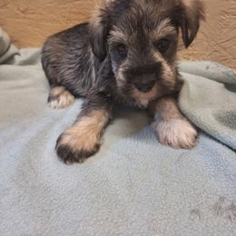 Casey - Salt and pepper male Miniature Schnauzer puppy in Warrenville, South Carolina from All Paws Pet Resort