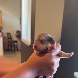 Girl 3 - Cream female Dachshund puppy in Belen, New Mexico from Chavez Longhair Lowriders