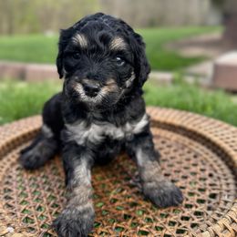 Goldendoodle Puppies from Cottonwood Farms