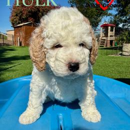 Boy 2 - male Bernedoodle puppy in Vacaville, California from Dillon Doodles