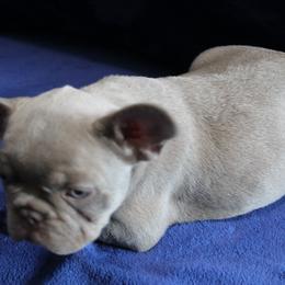 French Bulldog Puppies from R & S Frenchies