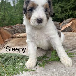 Bernedoodle Puppies from Ponderosa Puppy