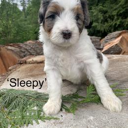 Bernedoodle Puppies from Ponderosa Puppy