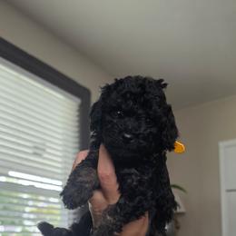 Starr - Phantom female Poodle puppy in Plainfield, New Jersey from Caris Paws Poodles and Labradoodles