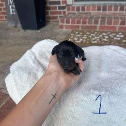 Cash - Black male Dachshund puppy in Nashville, Arkansas from Dixies Dachshunds