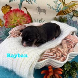 Boy 5 - male Australian Shepherd puppy in El Dorado Springs, Missouri from OR Aussies