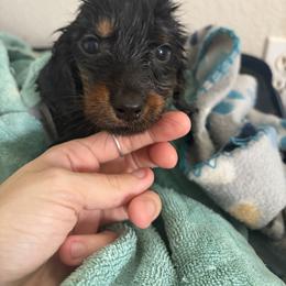 Thancred - Black and tan male Dachshund puppy in Conroe, Texas from R&M Dachshunds