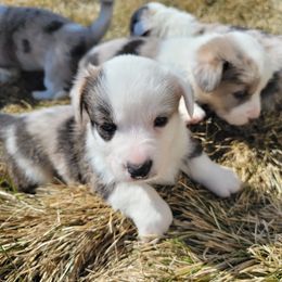 Cardigan Welsh Corgi Puppies from Star N Cardigan Corgis