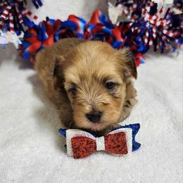 Havanese and Shih Tzu Puppies from Locust Creek Shih Tzu & Havanese