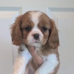 Bryce - Blenheim male Cavalier King Charles Spaniel puppy in Stevens, Pennsylvania from Jodi's Cavalier King Charles Spaniels and Cavapoos