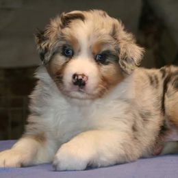 Australian Shepherds from Integrity Australian Shepherds