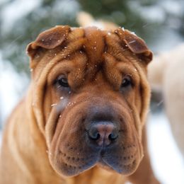 Sheeba - Chinese Shar-Pei