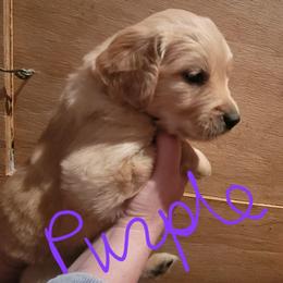 Purple collar - Golden female Golden Retriever puppy in Brush Prairie, Washington from Paradise Peaks