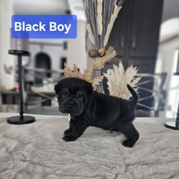 Black Bear Coat Boy - Chinese Shar-Pei puppy from CNY Shar Peis