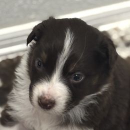Australian Shepherds from Southern Copper Sun Aussies