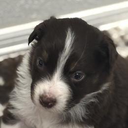 Australian Shepherds from Southern Copper Sun Aussies