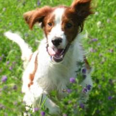 Gordon Setters and Irish Red and White Setters from Moonstone Setters
